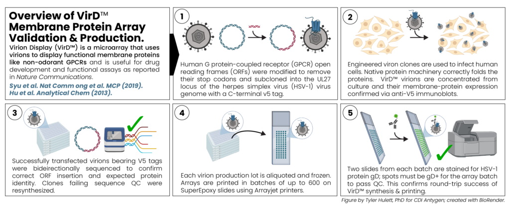 Overview of VirD validation and production.